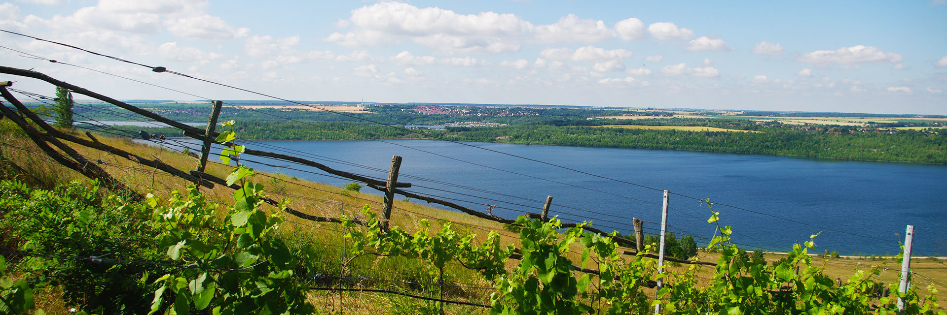 Geiseltalsee, Weinberg Geiseltalsee, Weinberg